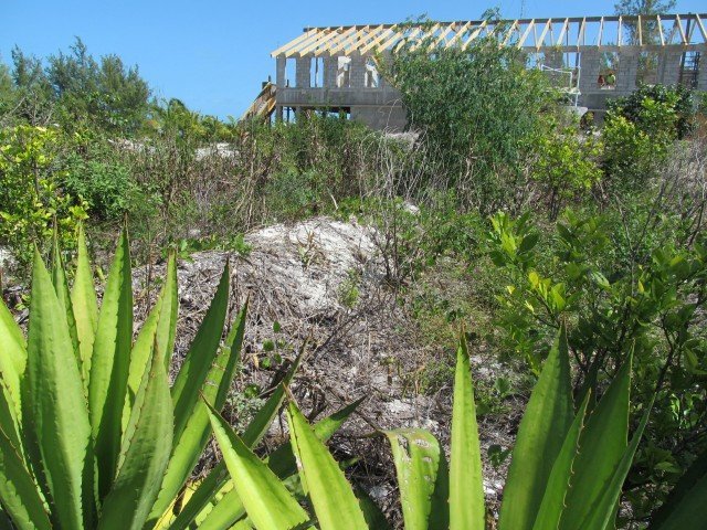 Eleuthera Island School - Bahamas (13)