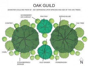 A permaculture design for a plant guild that works well with an oak tree.