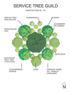 A permaculture design for a plant guild that work well with a serviceberry.
