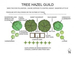 A permaculture design for a plant guild that works well with hazel.