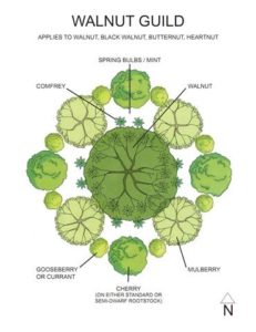A permaculture design for a plant guild that work well with a walnut tree.