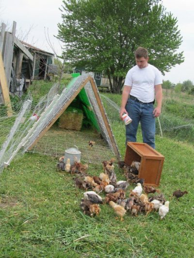 Chickens for the Orchard (Part 1) - Midwest Permaculture