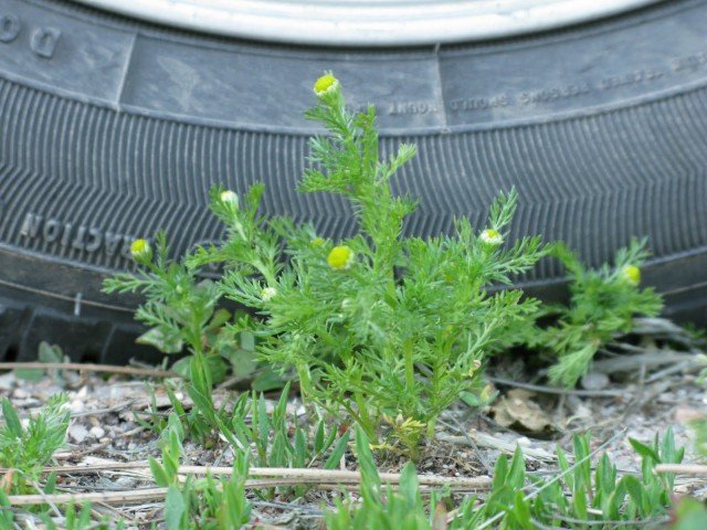 Aquaponics yellow leaves I'm a celebrity stylist. Here are 10 things you need to add to your wardrobe for 2022.