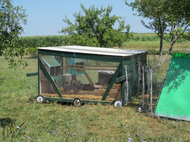 Chickens for the Orchard (Part 3) - Midwest Permaculture