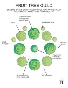 Plant Guilds - Midwest Permaculture