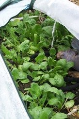 Spring Spinach