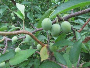 Perennial Walk  at Midwest Permaculture (3)