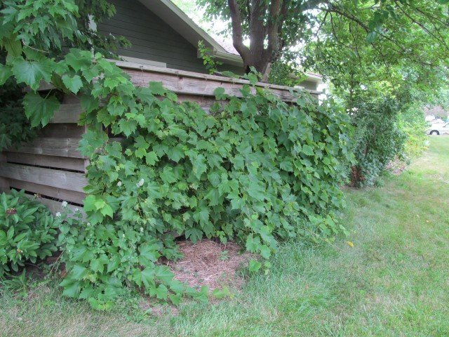 Perennial Walk at Midwest Permaculture (4)