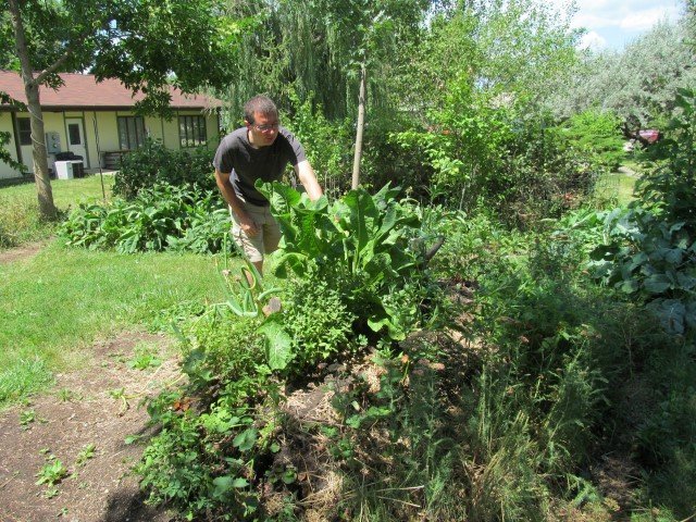 Milton Inspects the horseradish