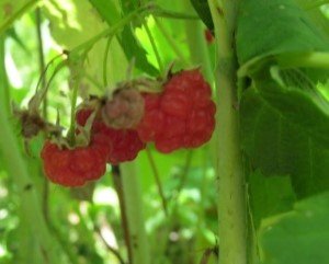 Perennial Walk  at Midwest Permaculture (10)