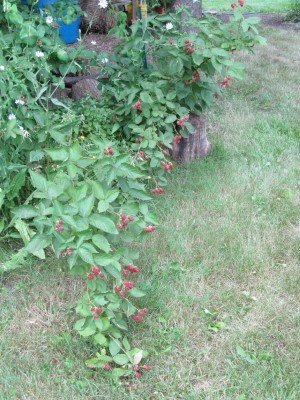 Perennial Walk at Midwest Permaculture (13)