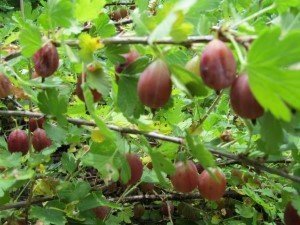 Perennial Walk  at Midwest Permaculture (6)