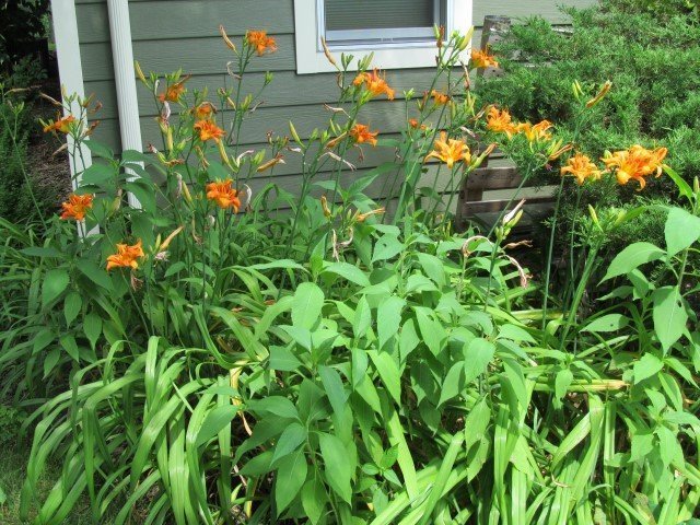 Perennial Walk at Midwest Permaculture (8)