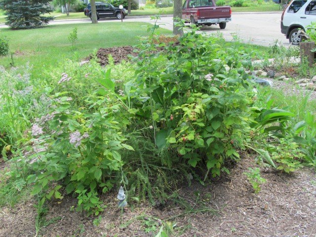Perennial Walk at Midwest Permaculture (9)