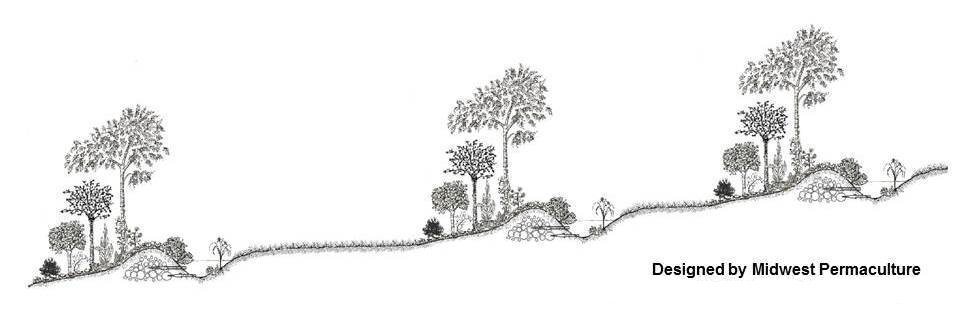 The Grassy Areas Between the Linear Food Forests are for Grazing of Livestock